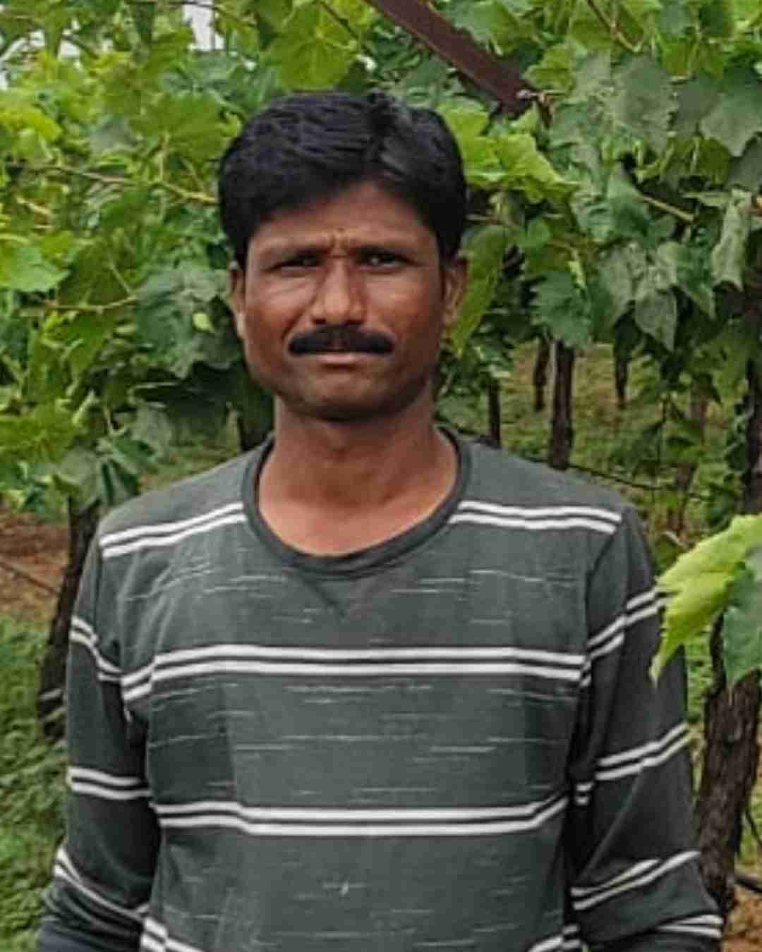 Portrait of Fyllo customer farmer showing crop yield success