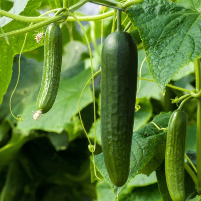 cucumber