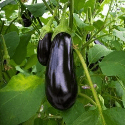 eggplant