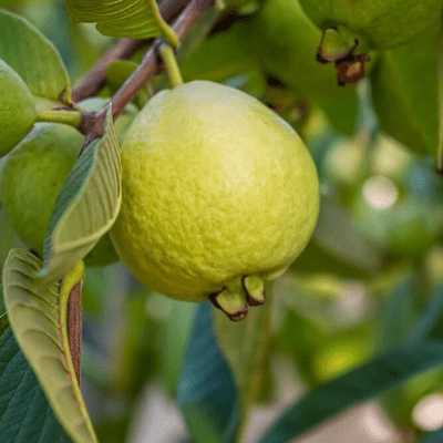 guava