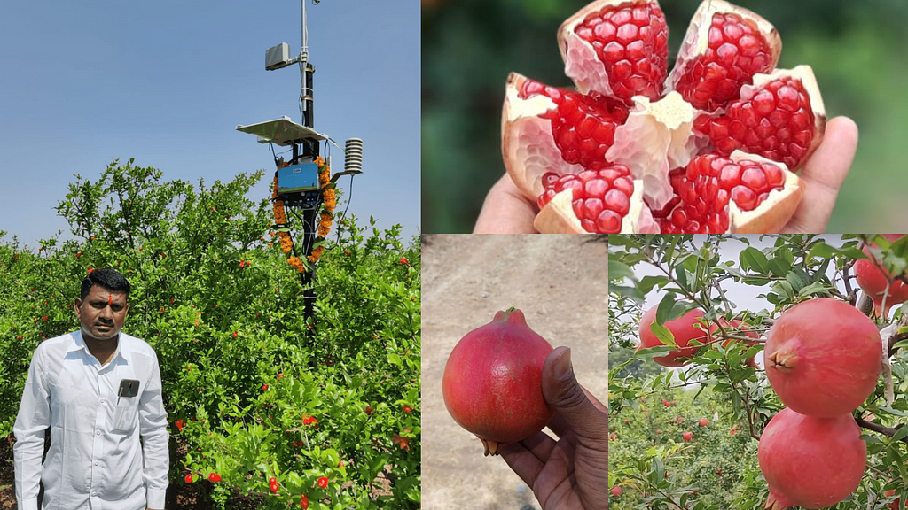 Bapu’s Pomegranate Farming Journey: A Rollercoaster from Tears to Cheers.