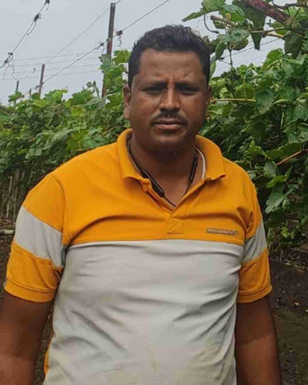 A proud pomegranate grower in Karnataka showing a bountiful harvest of fresh fruits.