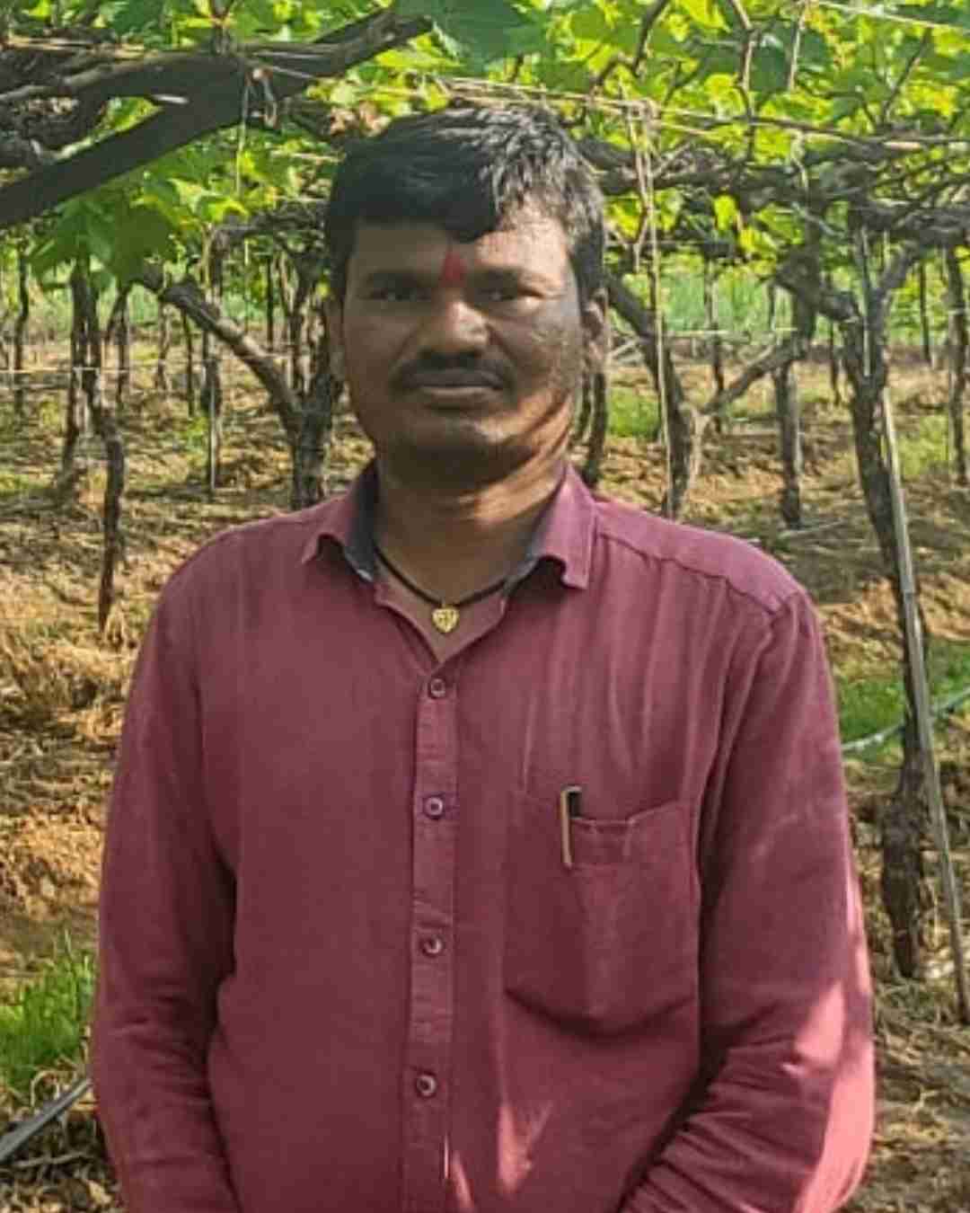A smiling paddy farmer standing in a green rice field in Telangana.