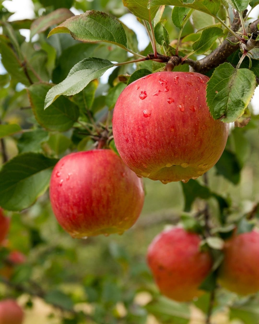 APPLE ORCHARD