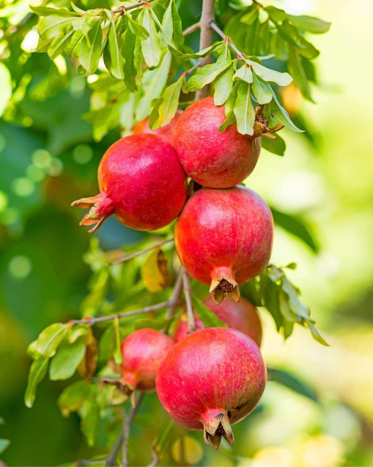 POMEGRANATE ORCHARD