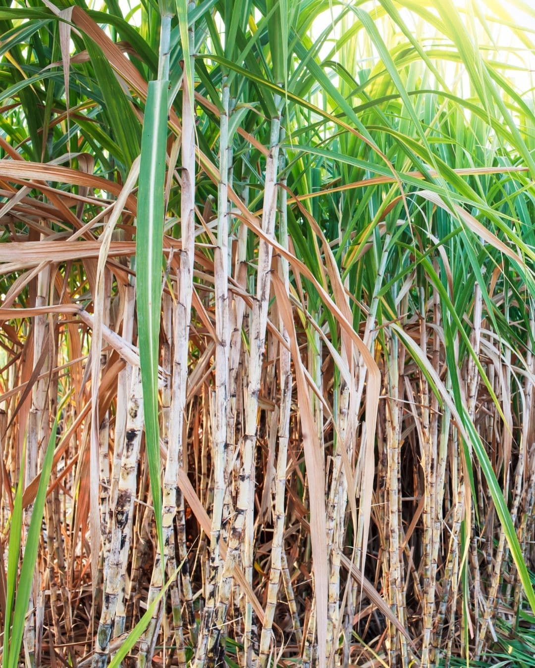 SUGARCANE FARMING