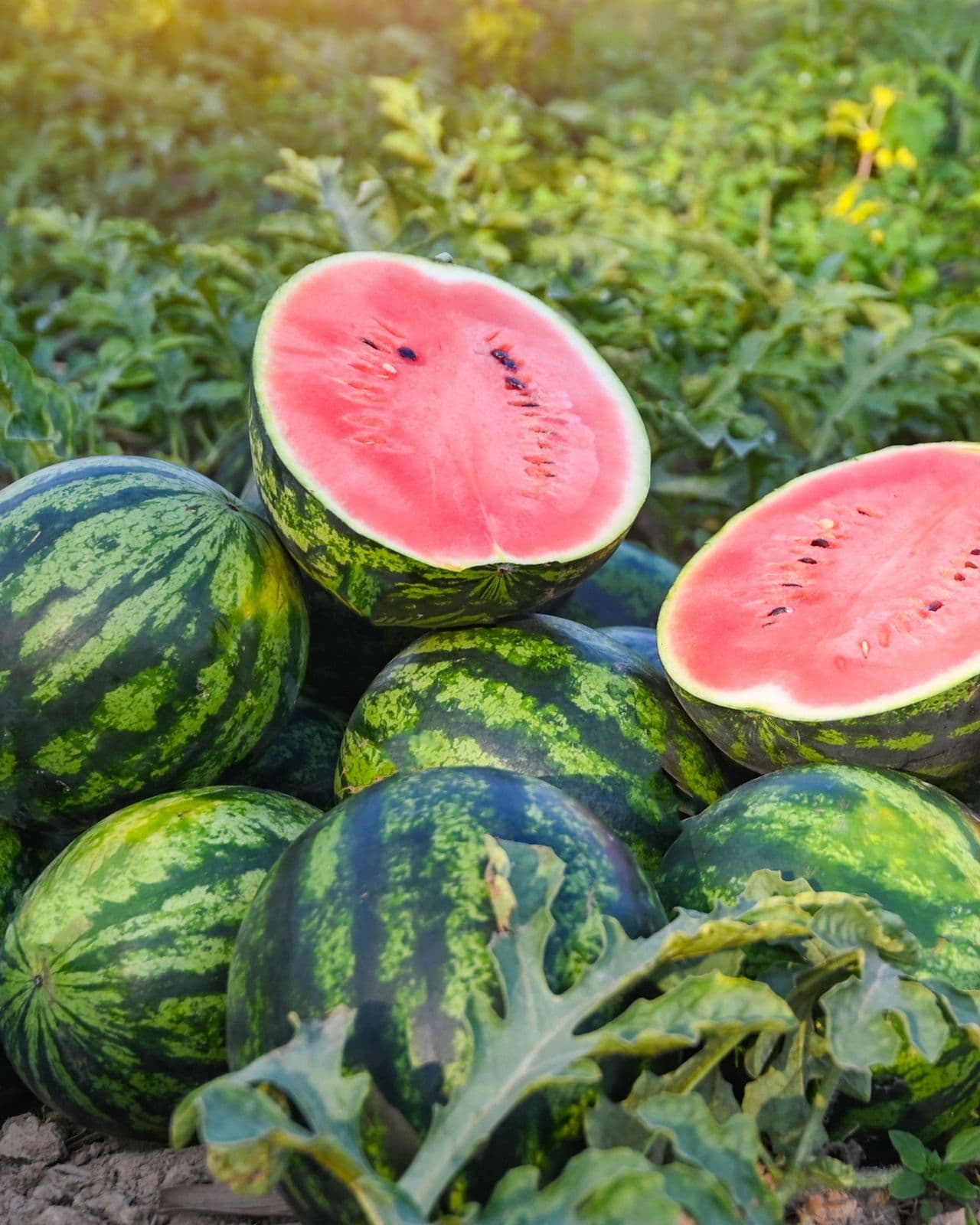 WATERMELON FARMING