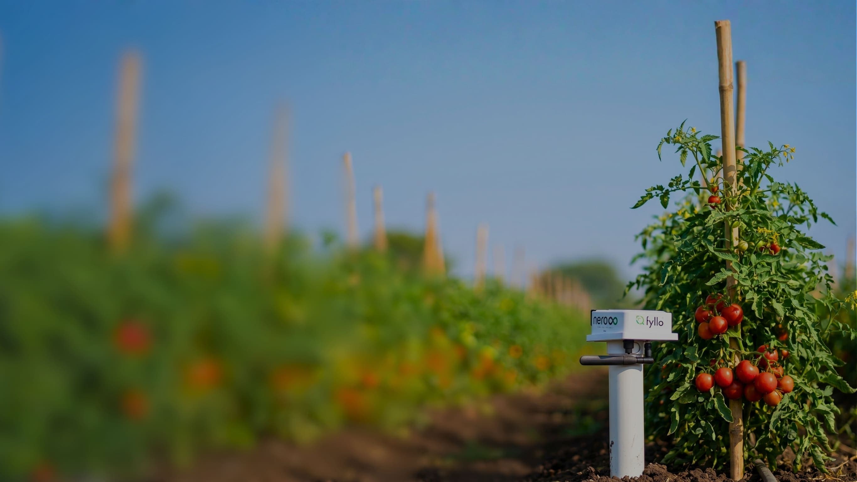 Fyllo Nero Infinity soil moisture, temperature and EC sensor installed in a vineyard