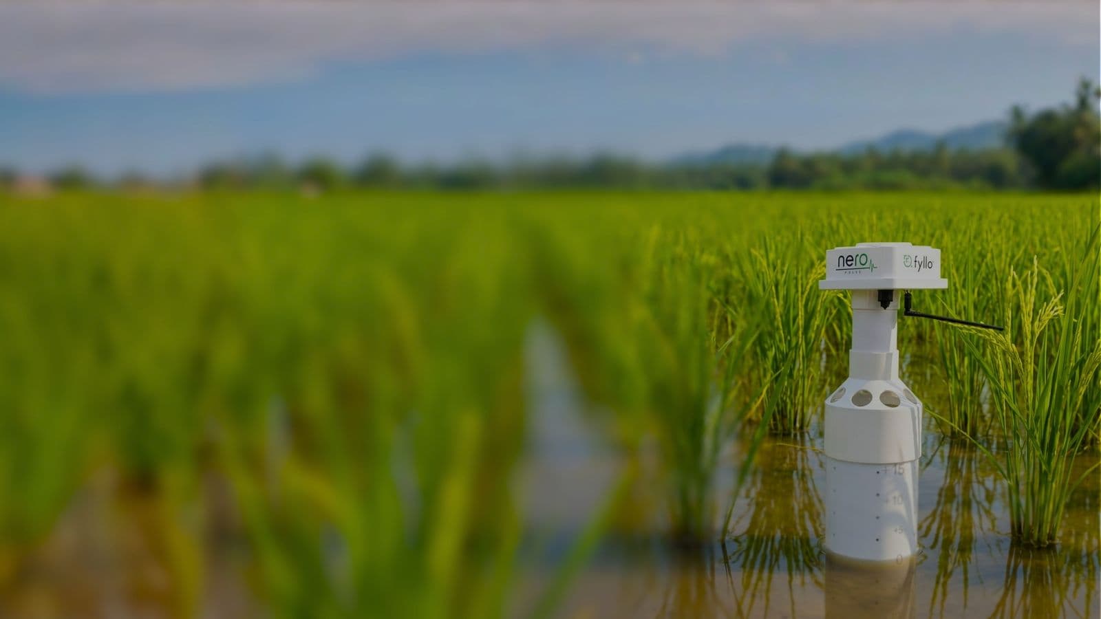 Fyllo Nero Pulse paddy soil sensor installed in flooded rice crop field for AWD water management