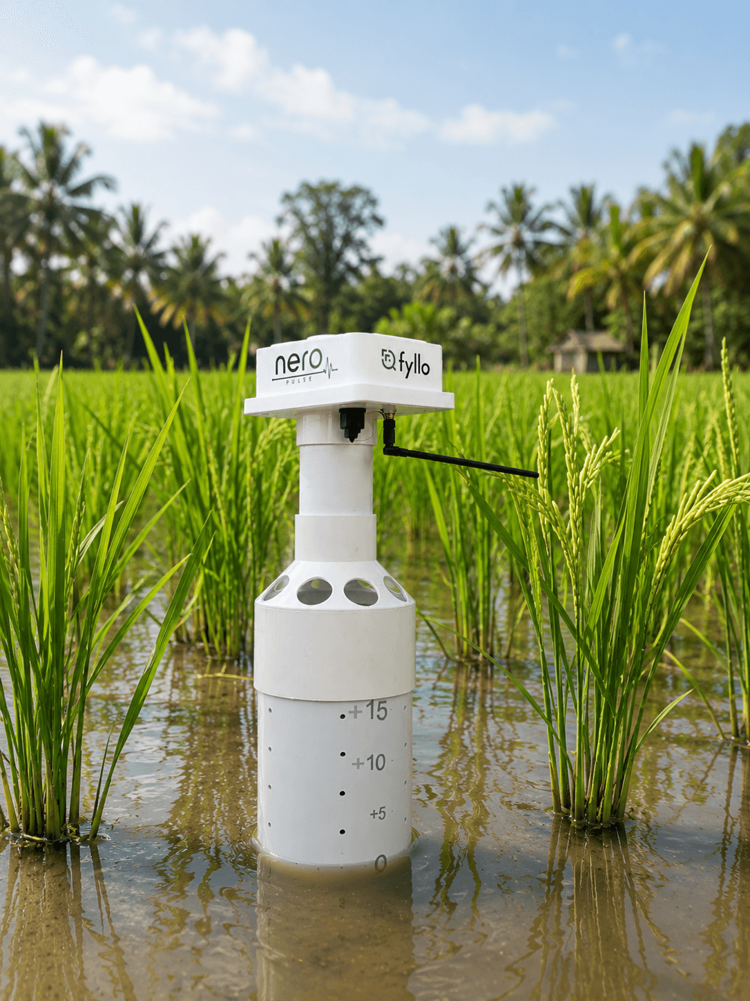 Fyllo Nero Pulse paddy AWD sensor installed in rice crop field for water level monitoring
