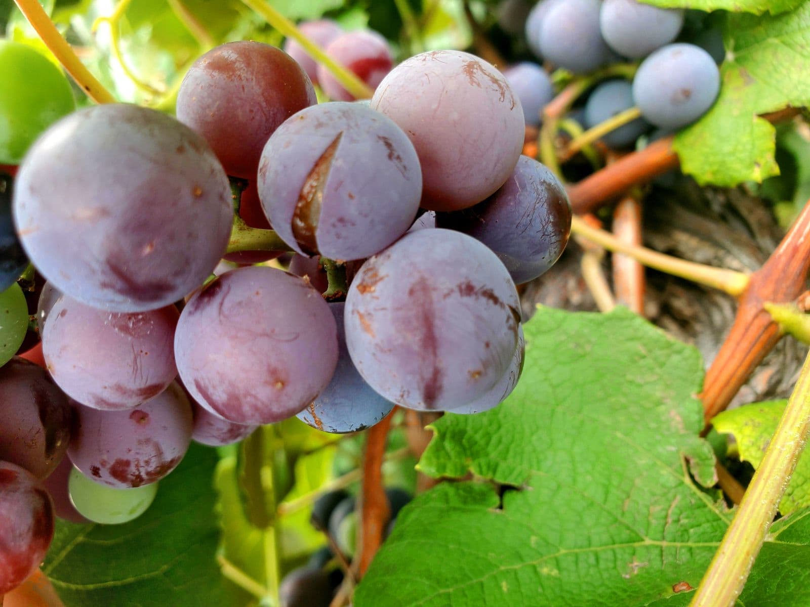 Predicting Berry Cracking in Thompson Seedless Grapes