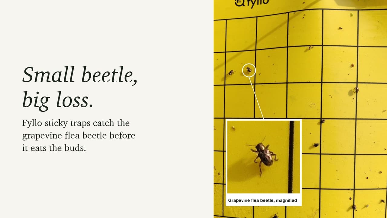 Catching the Grapevine Flea Beetle on Yellow Sticky Traps