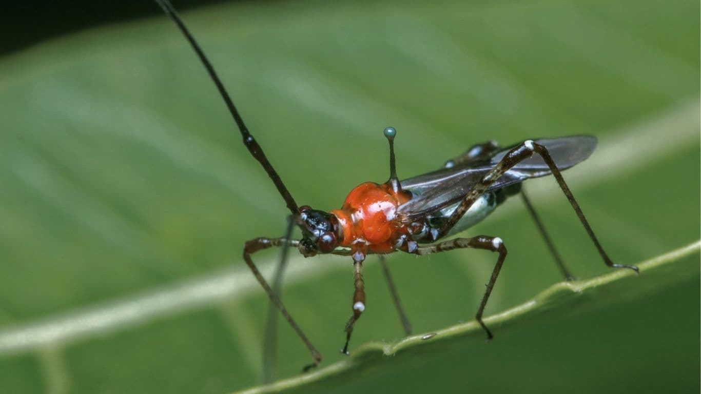 Tea Mosquito Bug in Cocoa: Feeding, Oviposition & Control
