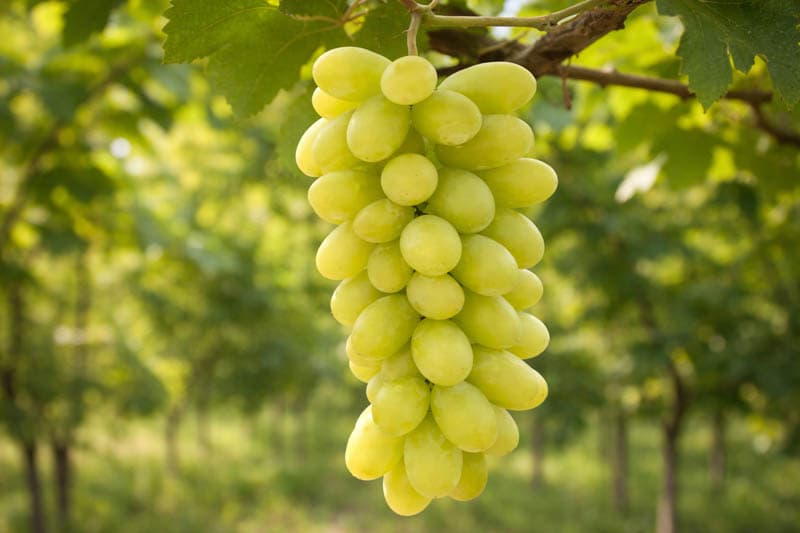 Petiole Nutrient Analysis for Grape Yield: A Cultivar-Wise Guide