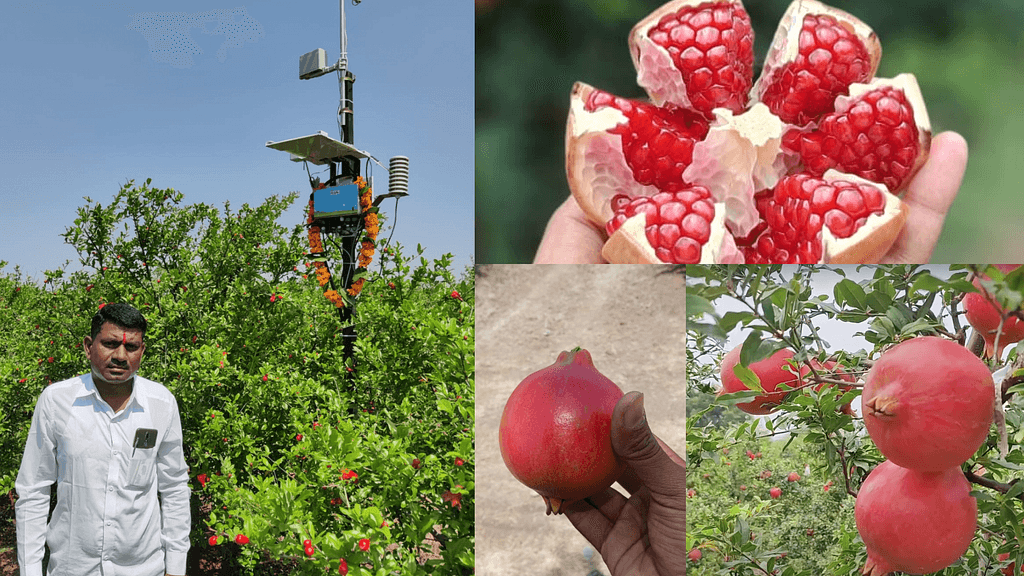 Bapu's Pomegranate Farming Journey: From Crop Losses to 700g Fruits with Precision Agriculture