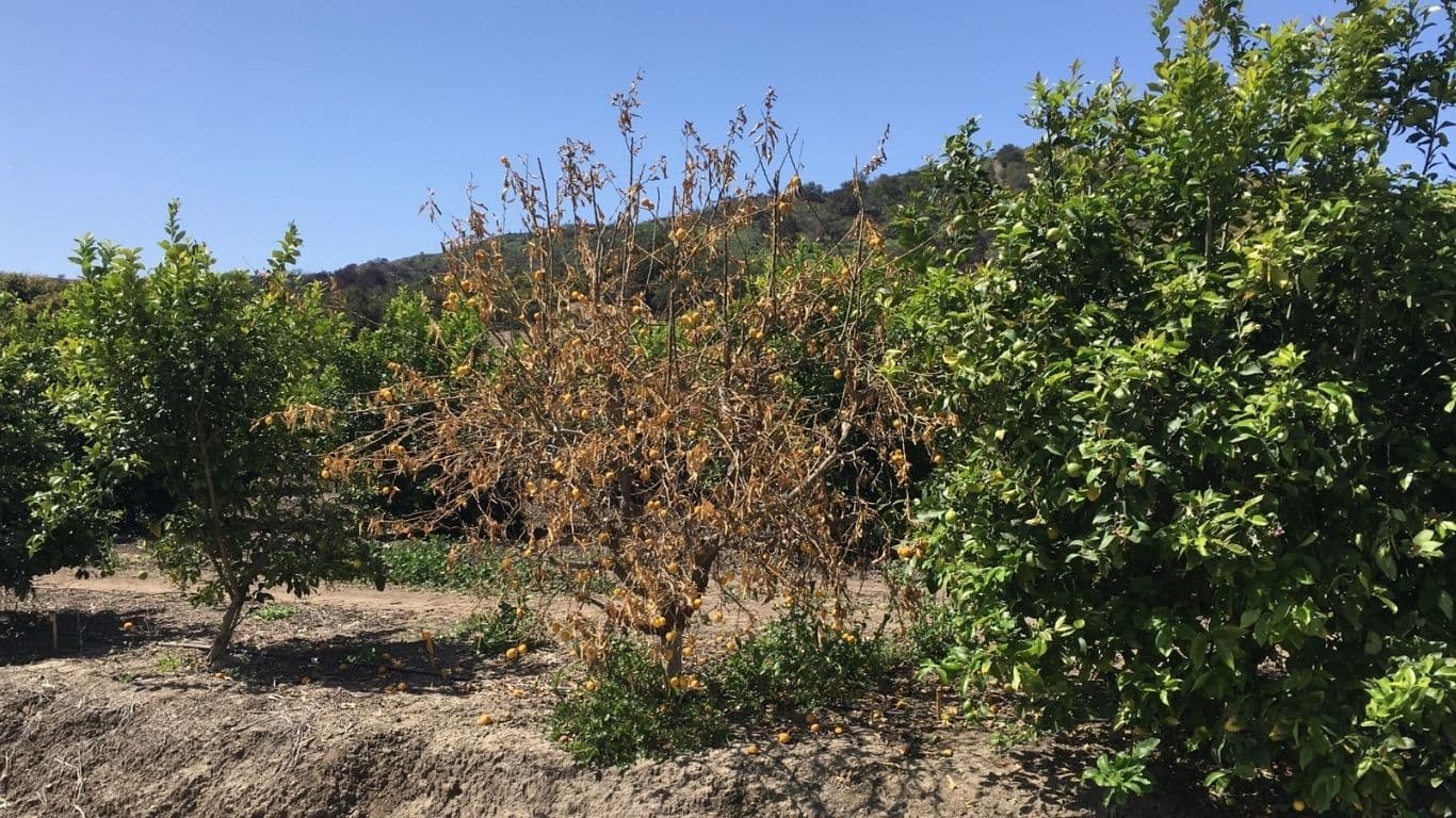 How to Manage Dry Root Rot of Citrus: Symptoms, Life Cycle, Case Study & Treatment