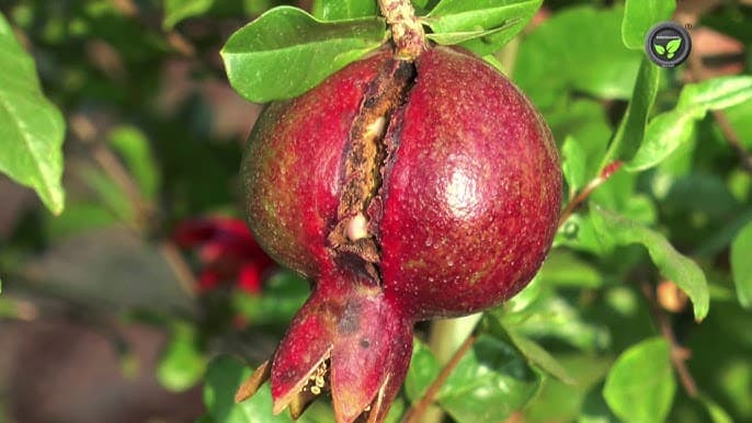 How to Control Bacterial Blight of Pomegranate Using IoT Devices and Weather Data