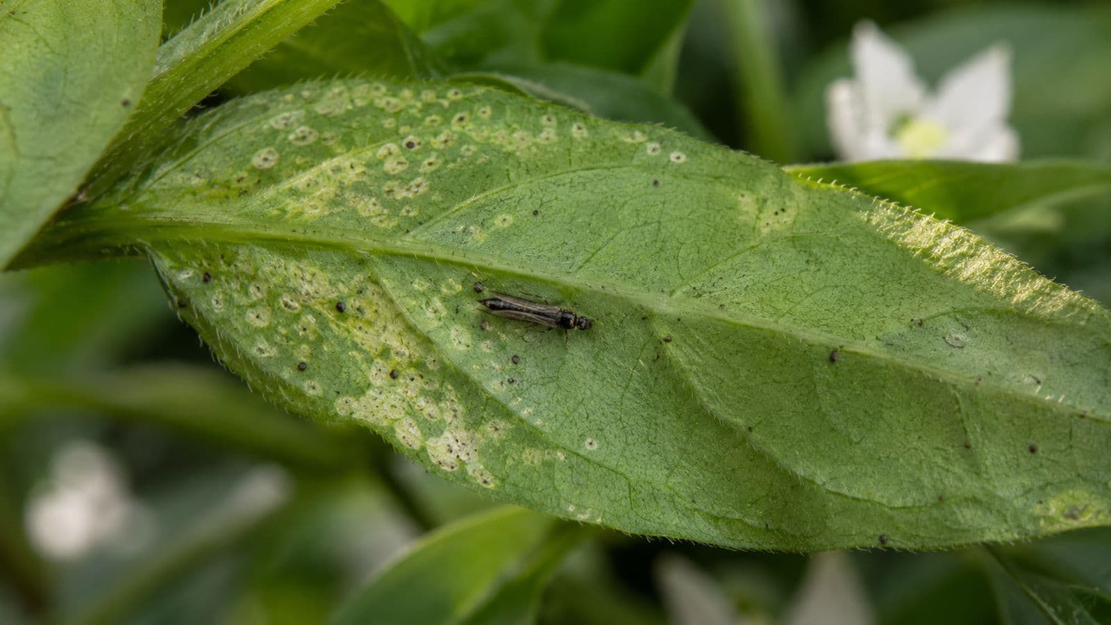 Thrips parvispinus in Chilli: How to Detect It Before the Leaves Curl