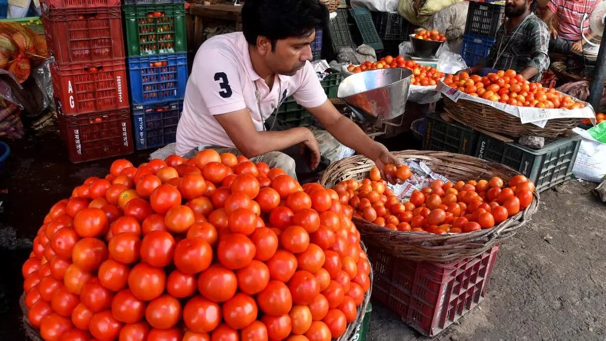 तंत्रज्ञानामुळे टोमॅटो उत्पादक शेतकऱ्यांच्या अडचणी कमी होऊन जास्त नफा मिळण्यास मदत होऊ शकते