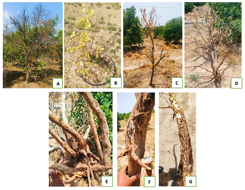 Citrus Root Rot Symptoms