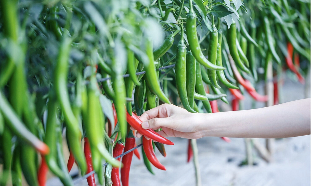 Chilli Farm Overview